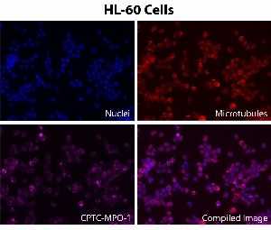 Click to enlarge image Immunofluorescence staining using CPTC-MPO-1 as primary antibody (pink-violet) against HeLa and HL-60 cells.  HL-60 cells show MPO protein subcellular localization in the lysosome.