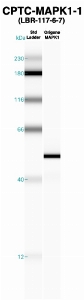 Click to enlarge image Western Blot using CPTC-MAPK1-1 as primary Ab against recombinant MAPK1 (lane 2). Also included are molecular wt. standards (lane 1).