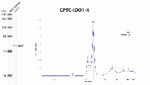 Click to enlarge image Automated western blot using CPTC-IDO1-4 as primary antibody against recombinant IDO1 protein. Protein molecular weight is about 45 KDa. The antibody presumably recognizes recombinant IDO1.