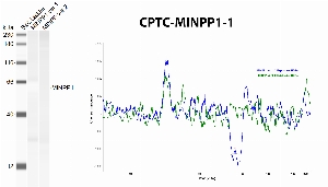 Click to enlarge image Automated western blot using CPTC-MINPP1-1 antibody recombinant MINPP1 proteins (variant 1 and variant 2). The antibody did not recognize the recombinant proteins.