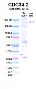 Click to enlarge image Western Blot using CPTC-CDC34-2 as primary Ab against Ag 10253 (lane 2). Also included are molecular wt. standards (lane 1) and mouse IgG control (lane 3).