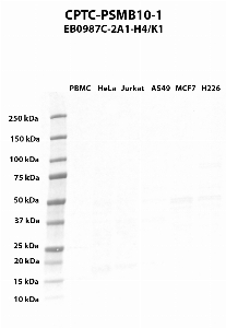 Click to enlarge image Western blot using CPTC-PSMB10-1 as primary antibody against PBMC (lane 2), HeLa (lane 3), Jurkat (lane 4), A549 (lane 5), MCF7 (lane 6), and NCI-H226 (lane 7) whole cell lysates.  Expected molecular weight - 28.9 kDa.  Molecular weight standards are also included (lane 1).