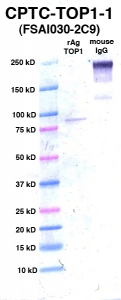Click to enlarge image Western Blot using CPTC-TOP1-1 as primary Ab against TOP1 (rAg 00004) (lane 2). Also included are molecular wt. standards (lane 1) and mouse IgG control (lane 3).