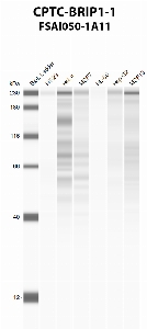 Click to enlarge image Automated western blot using CPTC-BRIP1-1 as primary antibody against HT-29 (lane 2), HeLa (lane 3), MCF7 (lane 4), HL-60 (lane 5), Hep G2 (lane 6), and MCF7 (lane 7) whole cell lysates.  Expected molecular weight - 141 kDa and 112 kDa.  Molecular weight standards are also included (lane 1).