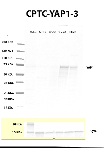 Click to enlarge image Western blot using CPTC-YAP1-3 as primary antibody against whole lysates of HeLa, MCF7, A549, SF-268 and EKVX. The antibody is able to detect the target protein in SF-268 and EKVX. The same cell lines were also tested with an anti-Cytochrome C for loading control.