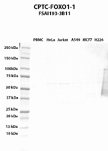 Click to enlarge image Western blot using CPTC-FOXO1-1 as primary antibody against PBMC (lane 2), HeLa (lane 3), Jurkat (lane 4), A549 (lane 5), MCF7 (lane 6), and NCI-H226 (lane 7) whole cell lysates.  Expected molecular weight - 69.7 kDa.  Molecular weight standards are also included (lane 1). All cell lines are positive except for PBMC.