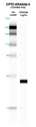 Click to enlarge image Western blot of CPTC-KRAS4b-3 antibody with full length KRAS4b recombinant protein.