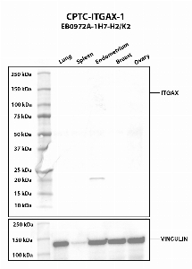 Click to enlarge image Western blot using CPTC-ITGAX-1 as primary antibody against human lung (2), spleen (3), endometrium (4), breast (5), and ovary (6) tissue lysates. The expected molecular weight is 127.8 kDa. Vinculin was used as a loading control.