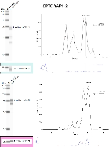 Click to enlarge image Automated WB using CPTC-YAP1-2 as primary antibody against the over-expressed lysates of human YAP1 (MYC tagged) and mouse YAP1 (MYC tagged). The antibody is able to recognize the target protein in both species (top panels). The same MYC tagged recombinant proteins in the over-expressed lysates were tested with an antibody anti-MYC, to confirm size (bottom panels).