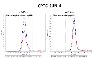 Click to enlarge image Immuno-MRM chromatogram of CPTC-JUN-4 antibody (see CPTAC assay portal for details: https://assays.cancer.gov/CPTAC-3232 for non-phosphorylated peptide and https://assays.cancer.gov/CPTAC-3233  for phosphorylated peptide)
Data provided by the Paulovich Lab, Fred Hutch (https://research.fredhutch.org/paulovich/en.html). Data shown were obtained from cell lysate.
