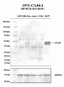 Click to enlarge image Western blot using CPTC-CTLA4-2 as primary antibody against whole cell lysates CCRF-CEM (lane 2), HeLa (lane 3), Jurkat (lane 4), K-562 (lane 5), and MCF7 (lane 6). Molecular weight standards are also included. The expected molecular weights are 24.7 kDa, 6.6 kDa, 6.7 kDa, 8.9 kDa, and 19.1 kDa. HeLa is presumed positive. MCF7 is positive. All other cell lines are negative. CTLA4 is subject to glycosylation which can affect its migration in electrophoresis. This can make the target appear as a higher molecular weight protein.