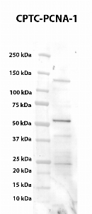Click to enlarge image Western blot using CPTC-PCNA-1 as primary antibody against PCNA HEK293T cell transient overexpression lysate. The expected molecular weight is 28.8 kDa.