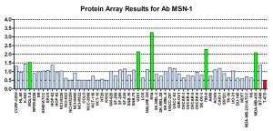 Click to enlarge image Protein Array in which CPTC-MSN-1 is screened against the NCI60 cell line panel for expression. Data is normalized to a mean signal of 1.0 and standard deviation of 0.5. Color conveys over-expression level (green), basal level (blue), under-expression level (red).