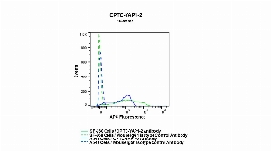 Click to enlarge image Flow cytometric analysis of YAP1 expression in SF-268 and A549 cells using CPTC-YAP1-2 mouse antibody. SF-268 cells were permeabilized and fixed and then stained with CPTC-YAP1-2 antibody (solid green) or concentration-matched mouse IgG1 isotype control antibody (dashed green). A549 cells were permeabilized and fixed and then stained with CPTC-YAP1-2 (solid blue) or concentration-matched mouse IgG1 isotype control antibody (dashed blue) and then fixed. An APC conjugated goat anti-mouse IgG (H+L) was used as a secondary antibody. All data were analyzed using FlowJo. CPTC-YAP1-2 antibody can detect expression of YAP1 in both SF-268 and A549 cells.