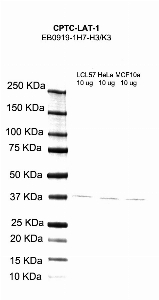 点击放大图像，使用CPTC-LAT-1作为针对细胞裂解物LCL57（通道2）、HeLa（通道3）和MCF10A（通道4）的主要抗体的Western Blot。还包括分子量标准（车道1）。