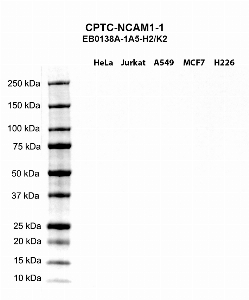 Click to enlarge image Western blot using CPTC-NCAM1-1 as primary antibody against HeLa (lane 2), Jurkat (lane 3), A549 (lane 4), MCF7 (lane 5), and NCI-H226 (lane 6) whole cell lysates.  Expected molecular weight - 95.6 kDa, 93.4 kDa, 83.8 kDa, 80.3 kDa, 73.5 kDa, and 40.8 kDa.  Molecular weight standards are also included (lane 1).