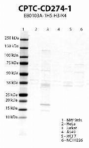 点击放大图像Western blot，使用CPTC-CD274-1作为针对HeLa（第2车道）、Jurkat（第3车道）、A549（第4车道）、MCF7（第5车道）和NCI H226（第6车道）细胞裂解物的主要抗体。预期分子量33.3 kDa、20.2 kDa和20.5 kDa。还包括分子量标准（MW标准）（车道1）。据推测，Jurkat和MCF-7呈阳性。所有其他细胞系均为阴性。