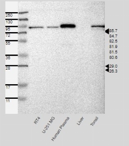 Click to enlarge image Results provided by the Human Protein Atlas (www.proteinatlas.org). Single band corresponding to the predicted size in kDa (+/-20%). Analysis performed using a standard panel of samples. Antibody dilution: 1:500