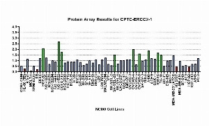 Click to enlarge image Protein Array in which CPTC-ERCC2-1 is screened against the NCI60 cell line panel for expression. Data is normalized to a mean signal of 1.0 and standard deviation of 0.5.