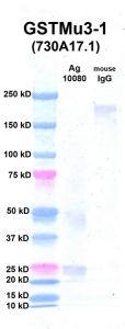 Click to enlarge image Western Blot using CPTC-GSTMu3-1 as primary Ab against Ag 10080 (lane 2). Also included are molecular wt. standards (lane 1) and mouse IgG control (lane 3).
