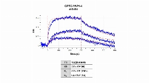 Click to enlarge image Affinity and binding kinetics of CPTC-YAP1-4 and mouse YAP1 full length recombinant protein were measured using biolayer interferometry. Mouse YAP1 recombinant protein was amine coupled onto the AR2G biosensor. CPTC-YAP1-4 mouse antibody at 256 nM, 64 nM, and 16 nM, was used as analyte. Buffer only and biosensors immobilized without recombinant protein were used as references for background subtraction.  All data was analyzed globally using a bivalent fitting model.