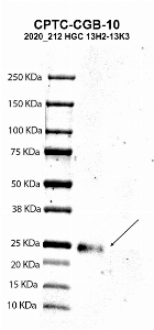 Click to enlarge image Western blot using CPTC-CGB-10 as primary antibody against human chorionic gonadotropin beta chain (hCG beta) recombinant protein (lane 2). Expected molecular weight - 17 kDa. Molecular weight standards are also included (lane 1). Blot was developed using enhanced chemiluminescence (ECL).