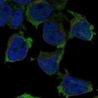 Click to enlarge image Results provided by the Human Protein Atlas (www.proteinatlas.org).

The subcellular location is supported by literature.

Immunofluorescent staining of human cell line THP-1 shows localization to plasma membrane.

Human assay: THP-1 fixed with PFA, dilution: 1:100
Human assay: U2OS fixed with PFA, dilution: 1:100