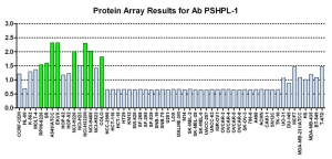 Click to enlarge image Protein Array in which CPTC-PSPHL-1 is screened against the NCI60 cell line panel for expression. Data is normalized to a mean signal of 1.0 and standard deviation of 0.5. Color conveys over-expression level (green), basal level (blue), under-expression level (red).