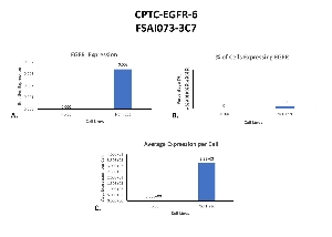 Click to enlarge image Single cell western blot using CPTC-EGFR-6 as a primary antibody against HL-60 and NCI H226 cell lysates.  Relative expression of total EGFR in HL-60 and NCI H226 cells (A).  Percentage of cells expressing EGFR (B).  Average expression of EGFR protein per cell (C).  All data is normalized to β-tubulin expression.