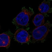 Click to enlarge image Results provided by the Human Protein Atlas (www.proteinatlas.org). The subcellular location is supported by literature. Immunofluorescent staining of human cell line THP-1 shows localization to plasma membrane.

	
Human assay: THP-1 fixed with PFA, dilution: 1:200
Human assay: U2OS fixed with PFA, dilution: 1:200