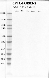 Click to enlarge image Western Blot using CPTC-FOXO3-2 as primary antibody against cell lysates A549, H226, HeLa, Jurkat and MCF7. Expected MW of 71.3 KDa. All cell lysates negative.  Molecular weight standards are also included (lane 1).