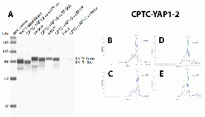 Click to enlarge image Immunoprecipitation using CPTC-YAP1-2 as capture antibody against rec YAP1 protein and to probe whole cell lysates of SF-268, EKVX and HeLa. Eluates were tested in Simple Western, using CPTC-YAP1-1 as primary antibody (Panel A). The antibody is able to precipitate recombinant YAP1 and target protein in all tested cell lysates, as also evident in the comparison between input material (blue line) and eluate (green line) profiles in panels B, C, D, E,respectively for rec. YAP1, SF-268, EKVX and HeLa.