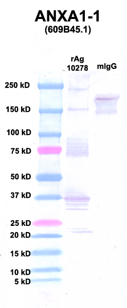 Click to enlarge image Western Blot using CPTC-ANXA1-1 as primary Ab against Ag 10278 (lane 2). Also included are molecular wt. standards (lane 1) and mouse IgG control (lane 3).