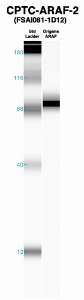 Click to enlarge image Western Blot using CPTC-ARAF-2 as primary Ab against recombinant ARAF (lane 2). Also included are molecular wt. standards (lane 1).