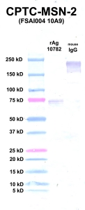 Click to enlarge image Western Blot using CPTC-MSN-2 as primary Ab against rAg 10782 (lane 2). Also included are molecular wt. standards (lane 1) and mouse IgG as control for goat anti-mouse HRP secondary binding (lane 3).
