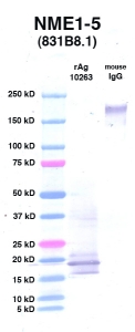Click to enlarge image Western Blot using CPTC-NME1-5 as primary Ab against NME1 (rAg 10263) in lane 2. Also included are molecular wt. standards (lane 1) and mouse IgG control (lane 3).