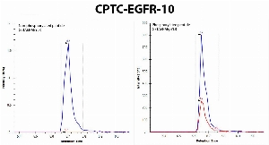 Click to enlarge image Immuno-MRM chromatogram of CPTC-EGFR-10 antibody showing that the antibody is able to specifically pull down the phosphorylated peptide GSTAENAEpYLR (red signal on right panel), but not the correspondent non-phosprylated peptide GSTAENAEYLR (no red signal in left panel). 
Data provided by the Paulovich Lab, Fred Hutch (https://research.fredhutch.org/paulovich/en.html). Data shown were obtained from synthetic peptides