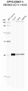 Click to enlarge image Automated western Blot using CPTC-CDK-1 as primary antibody against cell lysates LCL57 (lane 2), HeLa (lane 3) and MCF10A (lane 4). Also included are molecular weight standards (lane 1)
