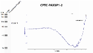 Click to enlarge image Western Blot using CPTC-PAXBP1-2 as primary antibody against human PAXBP1 recombinant protein (expected MW is about 70.6 KDa). The antibody CPTC-PAXBP1-2 recognizes the human recombinant protein.
