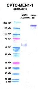 Click to enlarge image Western Blot using CPTC-MEN1-1 as primary Ab against MEN1 (rAg 00058) (lane 2). Also included are molecular wt. standards (lane 1) and mouse IgG control (lane 3).