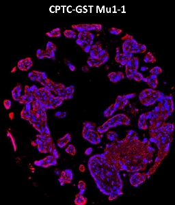 Click to enlarge image Imaging mass cytometry on normal placenta tissue core using CPTC-GST Mu1-1 metal-labeled antibody.  Data shows overlay of target protein signal (red) and DNA (blue). Dilution: 1:100 of 0.5mg/mL stock. Signal was also obtained in other normal tissue (testis, prostate, liver, colon, endometrium, appendix, pancreas, bone marrow, breast, kidney, lung, and placenta) and cancer tissues (breast, colon, prostate, lung, and ovarian).