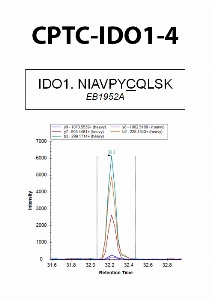 Click to enlarge image Immuno-MRM using CPTC-IDO1-4 as capture antibody against the synthetic peptide NIAVPYCQLSK.  Antibody CPTC-IDO1-4 captures the synthetic peptide.