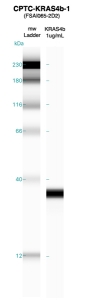 Click to enlarge image Western blot of CPTC-KRAS4b-1 antibody with full length KRAS4b recombinant protein.