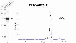 Click to enlarge image Automated western blot using CPTC-AKT1-4 as primary antibody against recombinant AKT1. The antibody can recognize the target.