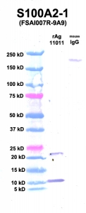 Click to enlarge image Western Blot using CPTC-S100A2-1 as primary Ab against S100A2 (Ag 11011) (lane 2). Also included are molecular wt. standards (lane 1) and mouse IgG control (lane 3).