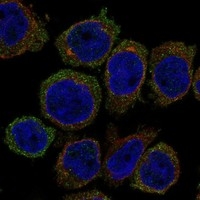 Click to enlarge image Results provided by the Human Protein Atlas (www.proteinatlas.org). The subcellular location is supported by literature. Immunofluorescent staining of human cell line THP-1 shows localization to plasma membrane. Human assay: THP-1 fixed with PFA, dilution: 1:100
Human assay: U2OS fixed with PFA, dilution: 1:100