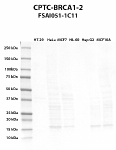 Click to enlarge image Western blot using CPTC-BRCA1-2 as primary antibody against HT-29 (lane 2), HeLa (lane 3), MCF7 (lane 4), HL-60 (lane 5), Hep G2 (lane 6), and MCF7 (lane 7) whole cell lysates.  Expected molecular weight - 208 kDa, 7 kDa, 85 kDa, 206 kDa, 81 kDa, 78 kDa, 210 kDa, and 202 kDa.  Molecular weight standards are also included (lane 1).