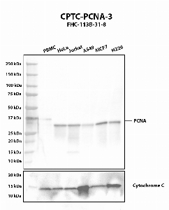 Click to enlarge image Western blot using CPTC-PCNA-3 as primary antibody against human PBMC (2), HeLa (3), Jurkat (4), A549 (5), MCF7 (6) and H226 (7) whole cell lysates. The expected molecular weight is 28.8 kDa. Cytochrome C was used as a loading control.