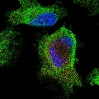 Click to enlarge image Results provided by the Human Protein Atlas (www.proteinatlas.org). The subcellular location is partly supported by literature or no literature is available. Immunofluorescent staining of human cell line U-251 MG shows localization to endoplasmic reticulum. 
Human assay: A-431 fixed with PFA, dilution: 1:5
Human assay: U-2 OS fixed with PFA, dilution: 1:5
Human assay: U-251 MG fixed with PFA, dilution: 1:5