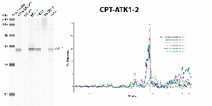 Click to enlarge image Automated western blot using CPTC-AKT1-2 as primary antibody against whole lysates of cell lines MDA-MB-231, HT-29, MCF7, T47D, SK-OV-3, and HeLa. The antibody can recognize the target in the cell lysates MDA-MB-231, MCF7, T47D, and HeLa.